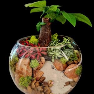 Terrarium with Bonsai Glass bowl