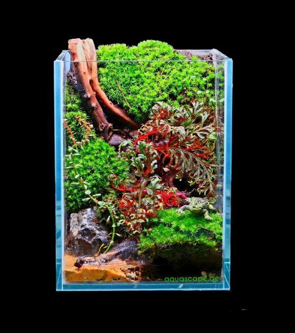 The Jungle Terrarium Closed Type