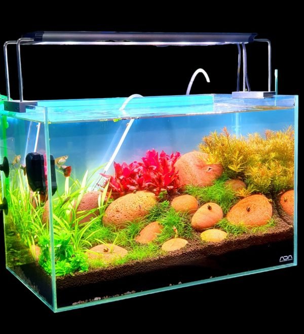 Moon rock aquascape tank ADA