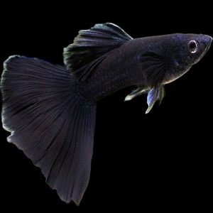 Carbon Black Guppy