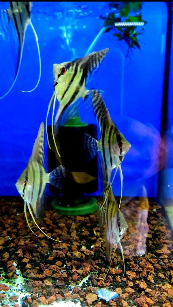 Altum Angel
