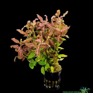 Hygrophila polysperma 'Rosanervig'