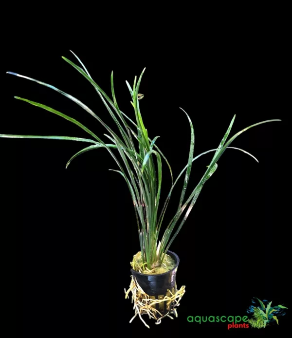 Ophiopogon Japonica pot