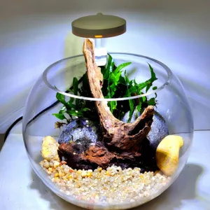 Aquascape Nature Glass Bowl