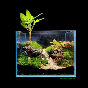 Terrascape Terrarium with lid