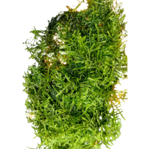 Weeping moss in a bag