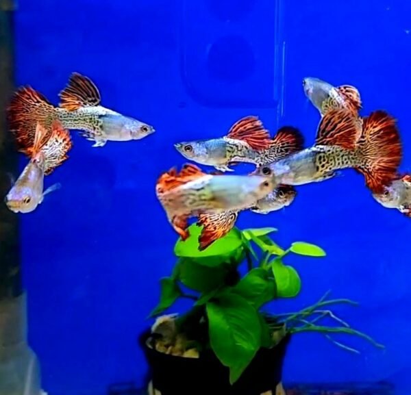 Red Cobra Guppy