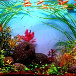 Aquascape Aquarium prescaped Ready