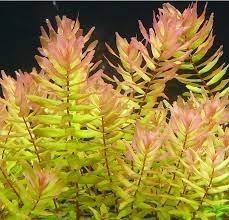 Rotala macrandra "Green"
