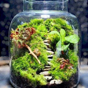 Zen senery Terrarium Jar
