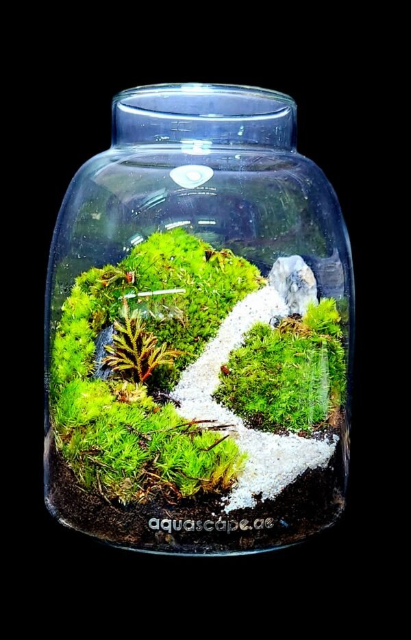 Terrarium as a gift - Image 2