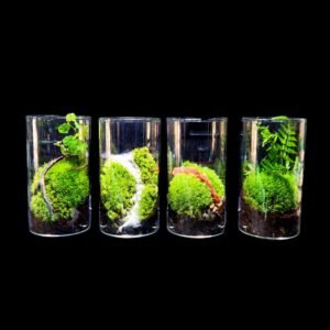 Terrarium Gift set of 4