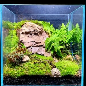 Cube Garden Terrarium 25x25x25