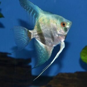 Blue Angel Fish