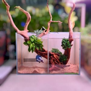 Betta Tank with partition