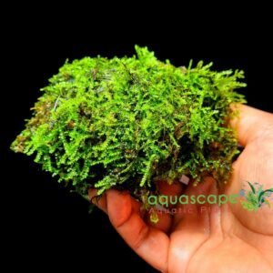 Moss ball rock