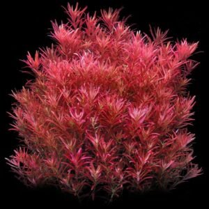 Rotala Blood Red