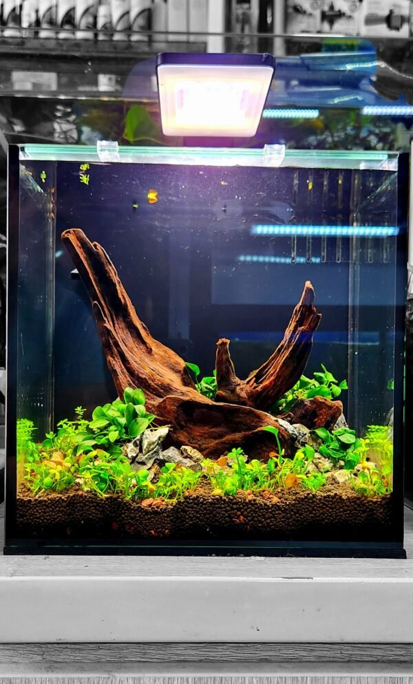 Aquascape Cube Aquarium 25