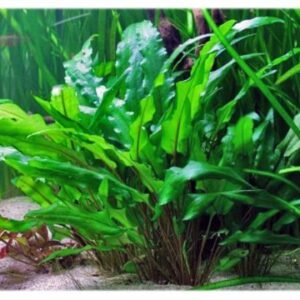 Cryptocoryne wendtii Green Pot