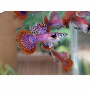 Magenta Speical Guppy Pair
