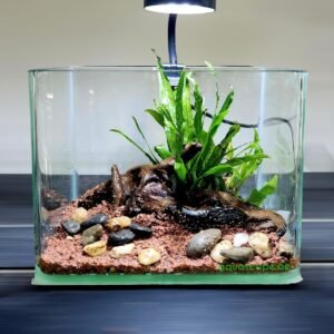 Betta Tank with Plants