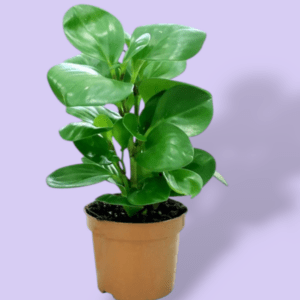 Peperomia Green Baby Rubber Plant