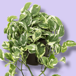 Scindapsus Happy Leaf