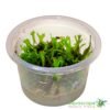 Microsorum pteropus 'Windeløv',(Windeløv Java Fern) - Image 2