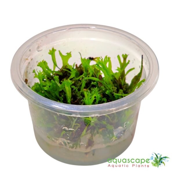 Microsorum pteropus 'Windeløv',(Windeløv Java Fern) - Image 2