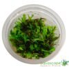 Microsorum pteropus 'Windeløv',(Windeløv Java Fern)