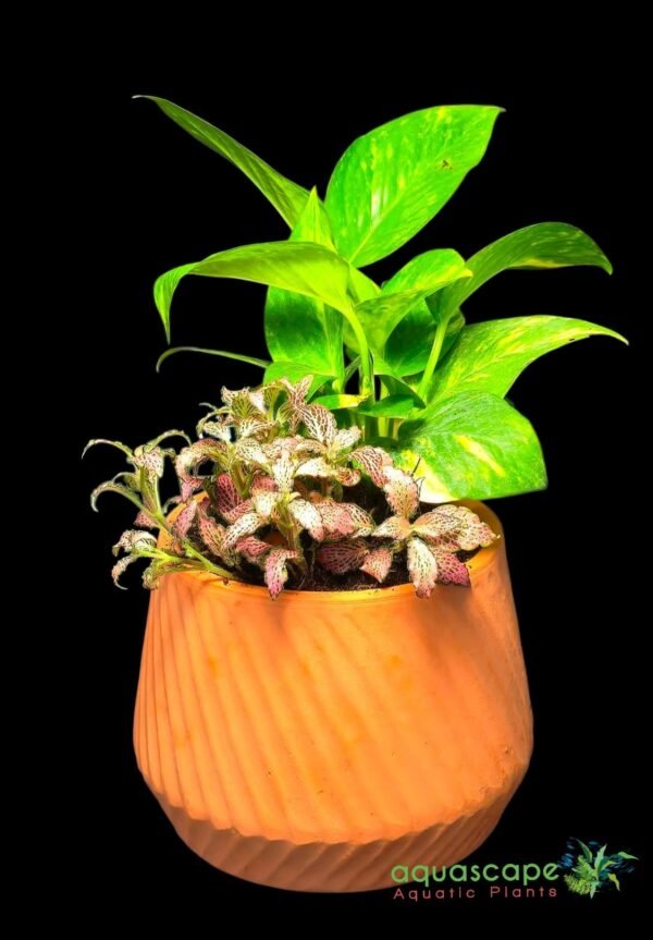 Fittonia & Money Plant in Ceramic Pot