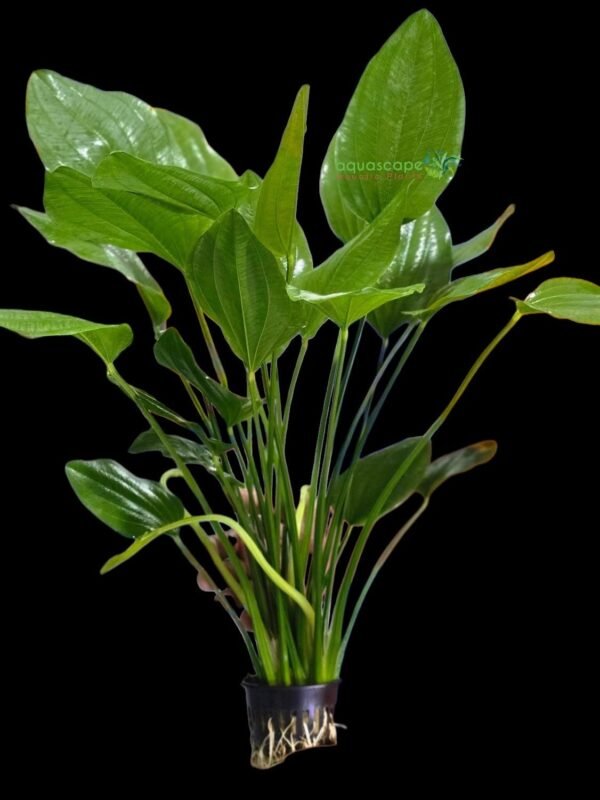 Echinodorus argentinensis Mother Plant XXXL 80cm high
