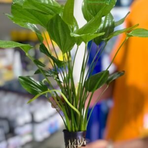 Echinodorus argentinensis Mother Plant XXXL 80cm high