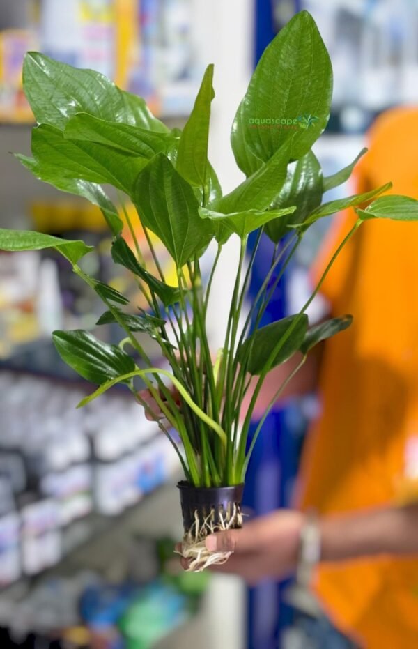 Echinodorus argentinensis Mother Plant XXXL 80cm high - Image 2