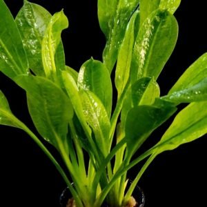 Echinodorus parviflorus 'Tropica'