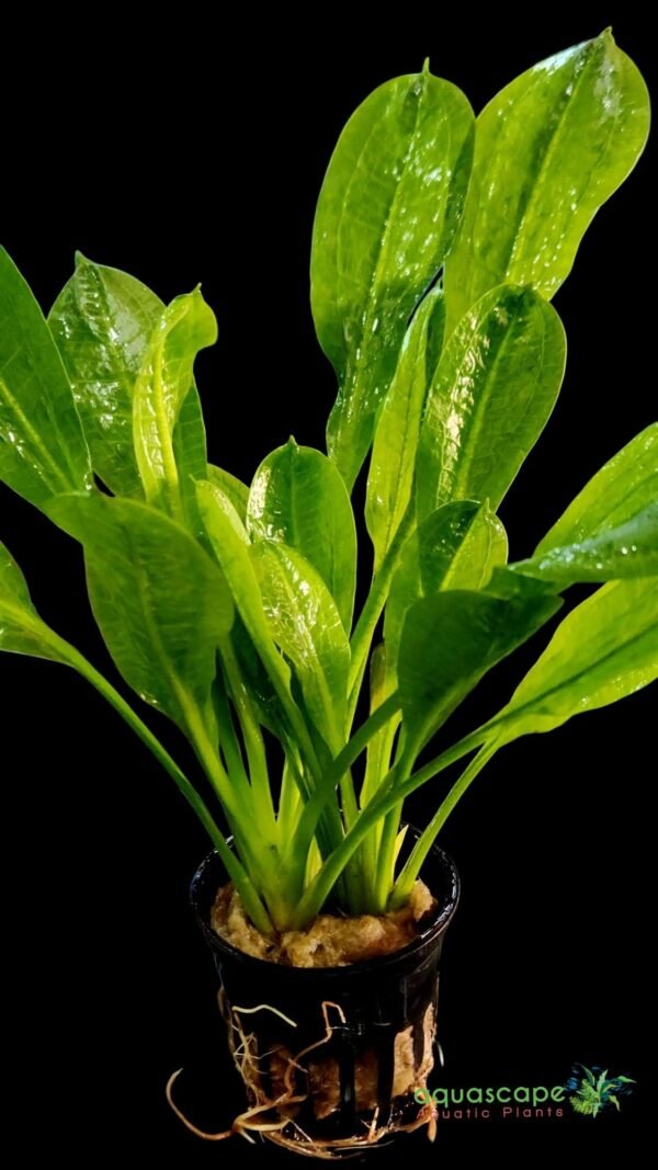 Echinodorus parviflorus 'Tropica'