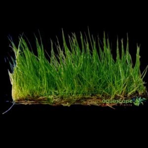 Hair grass pre grown carpet plant 14x10cm