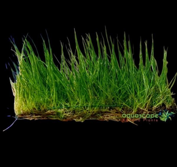Hair grass pre grown carpet plant 14x10cm