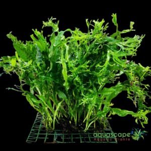 Java Fern ‘Windelov’ on Mesh Pad