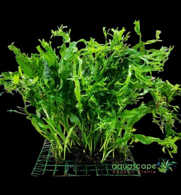 Java Fern ‘Windelov’ on Mesh Pad