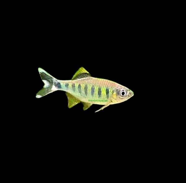 Barilius ardens