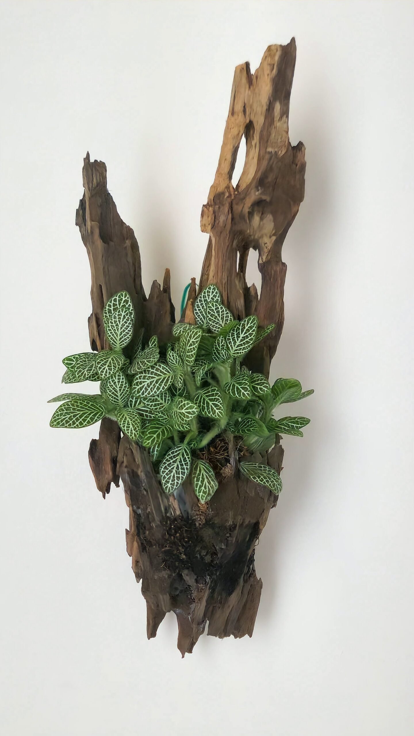 Living Wood Wall Art - aquascape