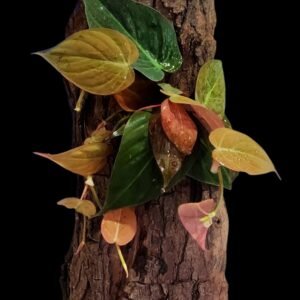 Living Tree Bark