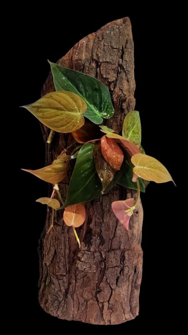 Living Tree Bark