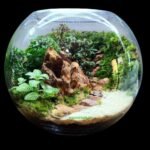 Lush Tropical Terrarium in a Glass Bowl