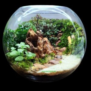 Lush Tropical Terrarium in a Glass Bowl